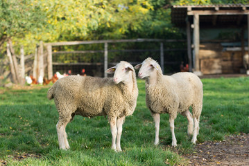 Naklejka na ściany i meble Two sheep stnad on grass on farm land