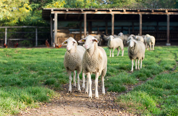 Herd of sheep stand on farm land