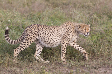 Cheetah cub (Acinonyx jubatus) in Tanzania