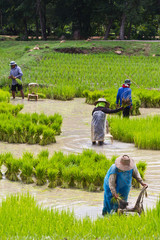 Farmer © wacharaphong