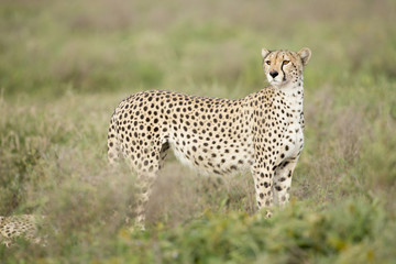 Female Cheetah (Acinonyx jubatus) in Tanzania