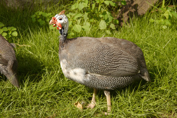 turkey walking a summer day on the farm