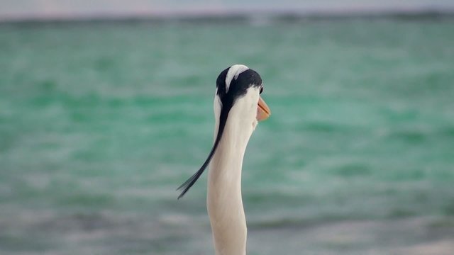 Grey heron at the sea. Maldives.
