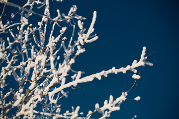 Tree branches in snow