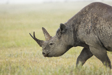 Obraz premium Black Rhino (Diceros bicornis) in Tanzania