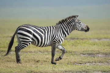 Fototapeta na wymiar Male Common Zebra running, Tanzania