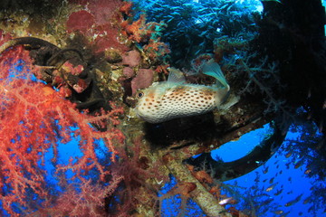 Burrfish and coral