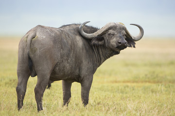 Male Cape Buffalo (Syncerus caffer) Tanzania