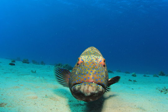 Jea Fish รูปภาพJewfish – เลือกดูภาพถ่ายสต็อก เวกเตอร์ และวิดีโอ259 | Adobe Stock