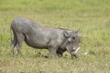 Male Warthog (Phacochoerus africanus) feeding on knees