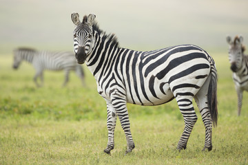 Adult Common Zebra, Ngorongoro Crater, Tanzania