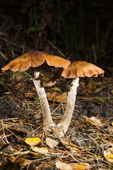 Zwei Pilze im herbstlichen Wald