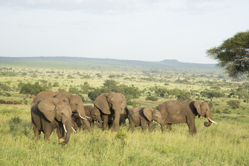 African Elephants (Loxodonta africana) in Tanzania