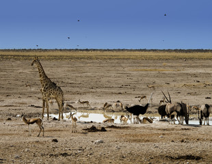 Waterhole in the Namibian desert