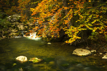 Autumn creek with orange leaves
