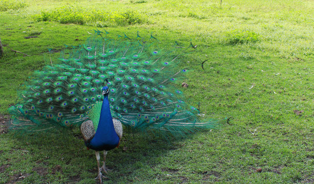 Fototapeta Peacock on green grass with colourful tail feathers