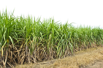sugar cane