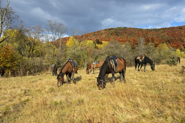Equestrian tourism in the Carpathians