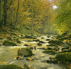 The mountain river in the forest