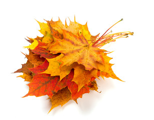 bunch of maple leafs on white background