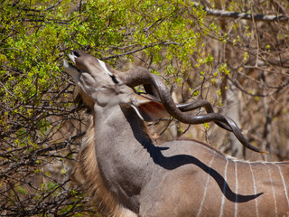 Eating kudu antelope