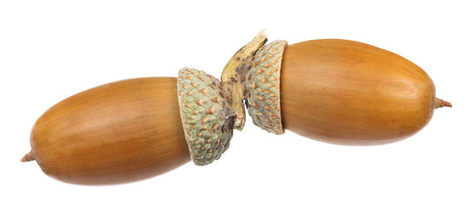 two brown acorns isolated on white