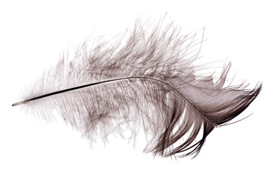 furry black feather isolated on white