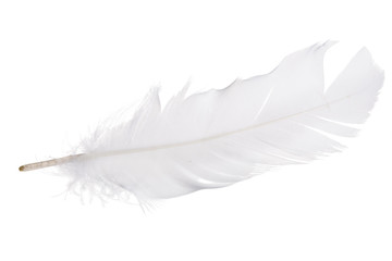 pure white isolated feather