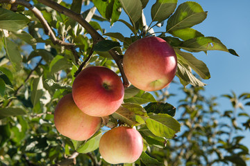 apples on the branch