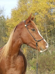 Obraz premium Vollblutaraber