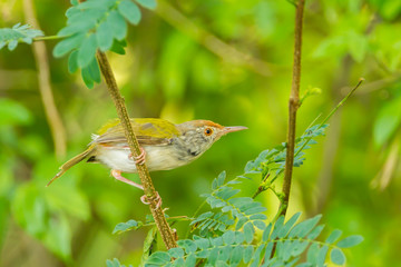 Common Tailorbird (Orthotomus sutorius) on the branch in nature