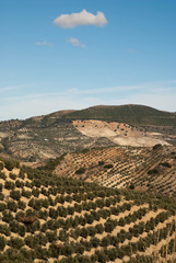 Fototapeta na wymiar Spanish landscape outside Olvera, Spain
