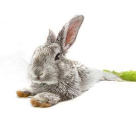 Obraz premium Gray rabbit