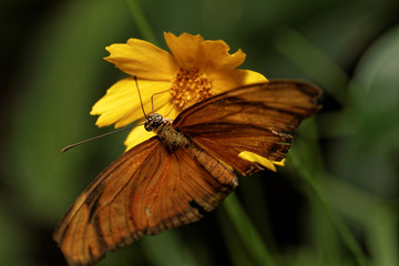 Fototapeta na wymiar Orange butterfly