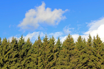 Fototapeta na wymiar Background of Spruce Tree Tops and Blue Sky with White Clouds.