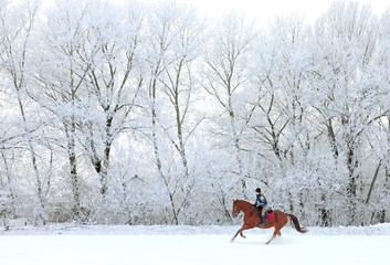 Woman and her horse cantering in fresh snow