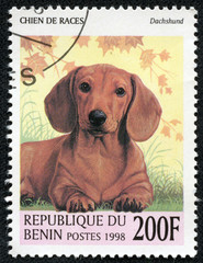 stamp printed in Benin showing Dachshund