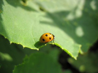 ladybird