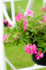 close up of pink flower