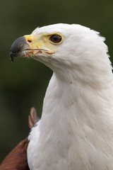 African Fish Eagle