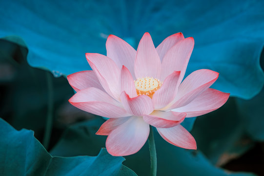Fototapeta blooming lotus flower