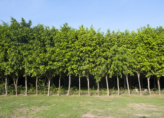 Fototapeta na wymiar summer green trees in park