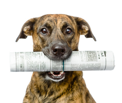 dog carrying newspaper. isolated on white background
