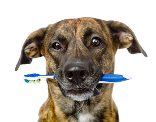 mixed breed dog with a toothbrush. isolated on white background