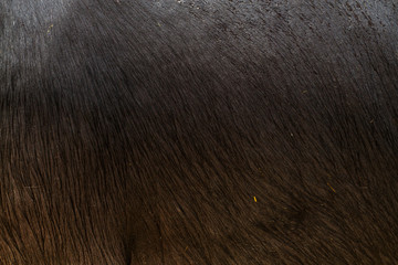 buffalo skin