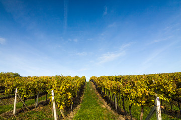 Fototapeta premium Vineyard