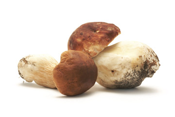 Mushrooms Bolete on a white background (Boletus edulis Bull.)