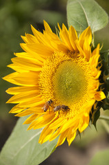 Bees pollinating sunflower