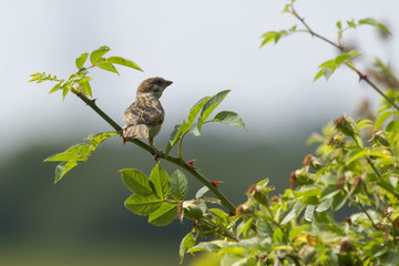 Tree Sparrow