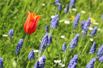 Eine Tulpe mit Hyazinthen im Hintergrund